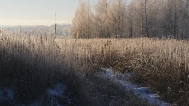 Trockenes Gras im Schnee. Rispen aus trockenem Gras, eingehüllt in Schneeflocken gegen. — Stockvideo