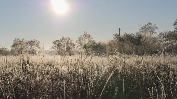 Hierba seca en la nieve. Panículas de hierba seca envueltas en copos de nieve contra . — Vídeos de Stock
