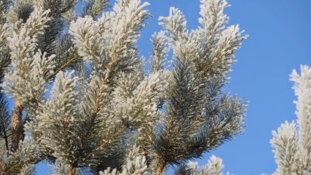 Pine gren täckt med snö mot den blå himlen. — Stockvideo