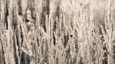 Karda kuru ot. Kuru ot karşı kar taneleri içinde kefen Panicles.
