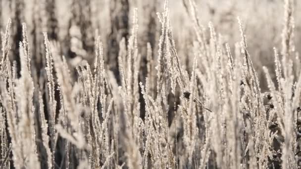 Trockenes Gras im Schnee. Rispen aus trockenem Gras, eingehüllt in Schneeflocken gegen. — Stockvideo