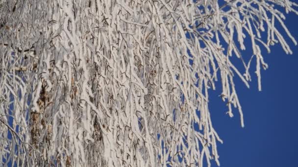 Dalları karla kaplı Birch mavi gökyüzü. Kar düşüyor. — Stok video