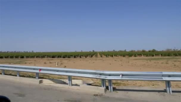 Plantación de uva sacada del coche. Valla metálica situada en el borde de la carretera — Vídeo de stock