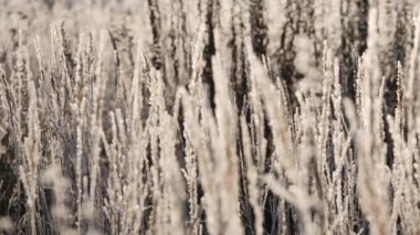 Karda kuru ot. Kuru ot karşı kar taneleri içinde kefen Panicles.
