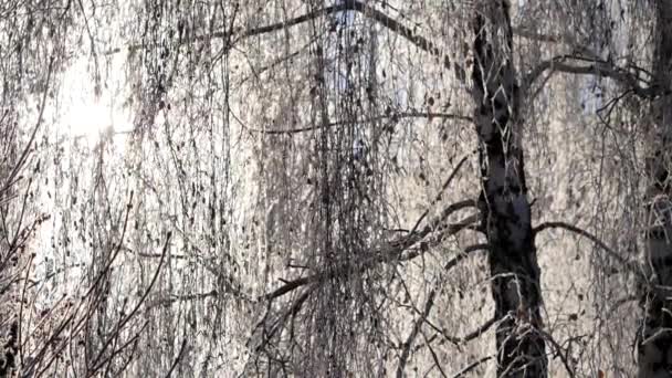 Branches of snow-covered birch against the blue sky. Snow falls. — Stock Video