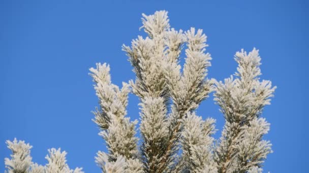 Pine gren täckt med snö mot den blå himlen. — Stockvideo