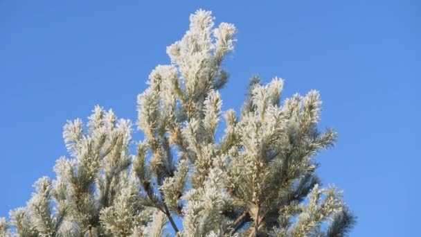 Ramo di pino coperto di neve contro il cielo blu . — Video Stock