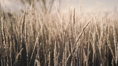 Karda kuru ot. Kuru ot karşı kar taneleri içinde kefen Panicles.