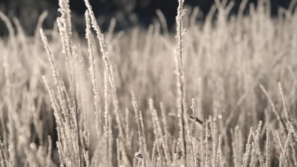 Trockenes Gras im Schnee. Rispen aus trockenem Gras, eingehüllt in Schneeflocken gegen. — Stockvideo