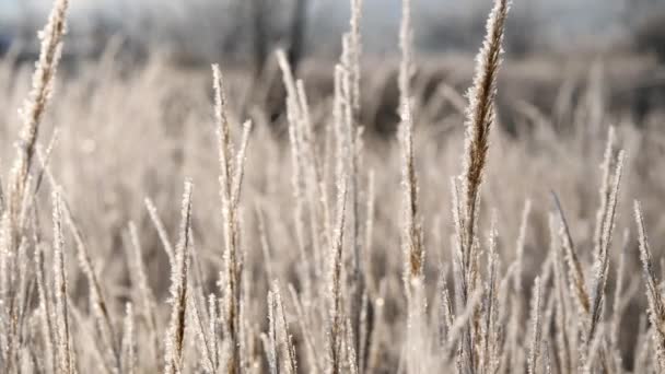 Erba secca nella neve. Pannocchie di erba secca avvolte in fiocchi di neve contro . — Video Stock