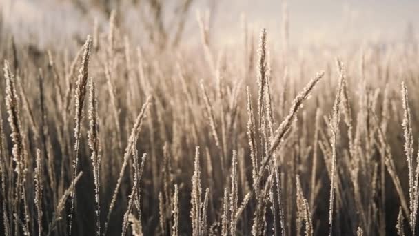 Trockenes Gras im Schnee. Rispen aus trockenem Gras, eingehüllt in Schneeflocken gegen. — Stockvideo