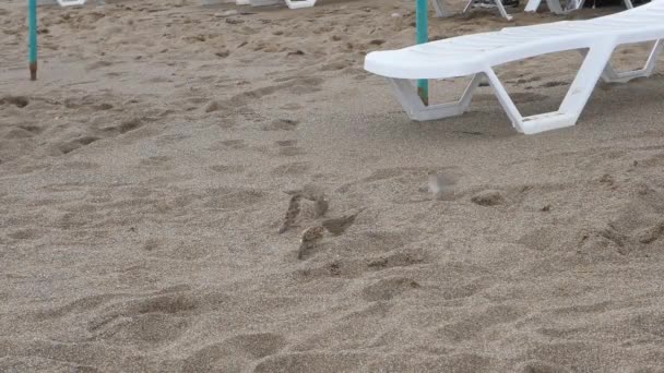 Schwarm der Spatzen im Sand. Vögel auf dem Hintergrund von Strandliegen. — Stockvideo