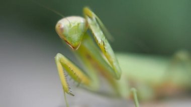 Yeşil mantis yakın çekim. Böcek üzerinde pençeleri ve bıyığının yıkar.