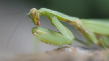 Yeşil mantis yakın çekim. Böcek üzerinde pençeleri ve bıyığının yıkar.