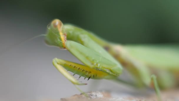 Green mantis close-up. Insect paws over and washes his mustache. — Stock Video