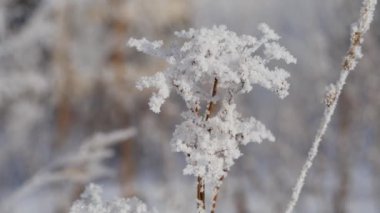 Kış. Kuru Çim dalları üzerinde Snowflakes