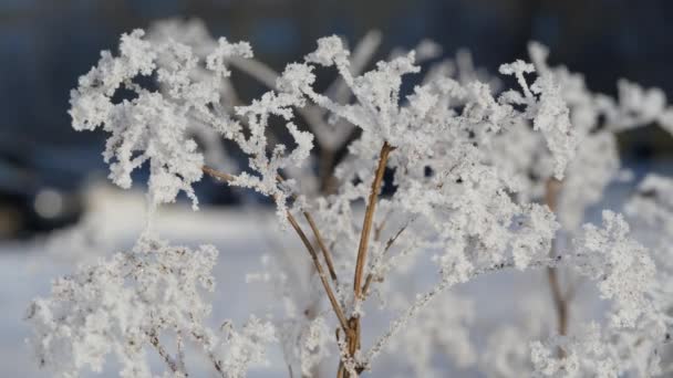 Vintern. Snö flingor på grenar av torrt gräs — Stockvideo