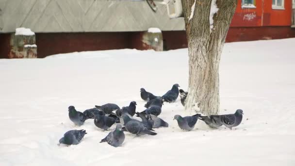 Winter. Tauben auf Futtersuche im Schnee — Stockvideo