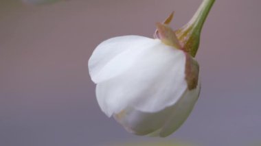Baharda kirazlı beyaz çiçekler. Meyveler bazen çiçek açar. Prunus avium çok katmanlı çiçekler. Bulanık bir arka planda yalnız bir tomurcuk. Yakın plan.