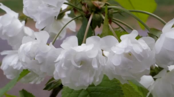 Білі Квіти Черешні Навесні Ягоди Іноді Цвітуть Прунус Авіаційний Багатошарові — стокове відео