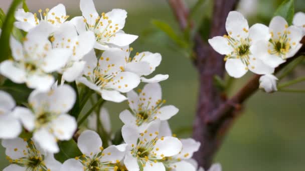 Bílé Květy Třešně Jaře Bobule Někdy Kvetou Budovy Pupeny Rozmazaném — Stock video