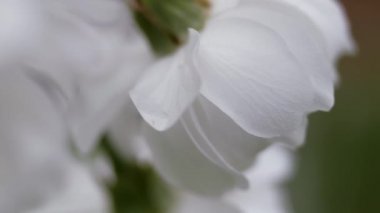 Baharda kirazlı beyaz çiçekler. Meyveler bazen çiçek açar. Prunus avium çok katmanlı çiçekler. Yeşil yapraklardan oluşan bir arka planda yalnız tomurcuk. Yakın plan.