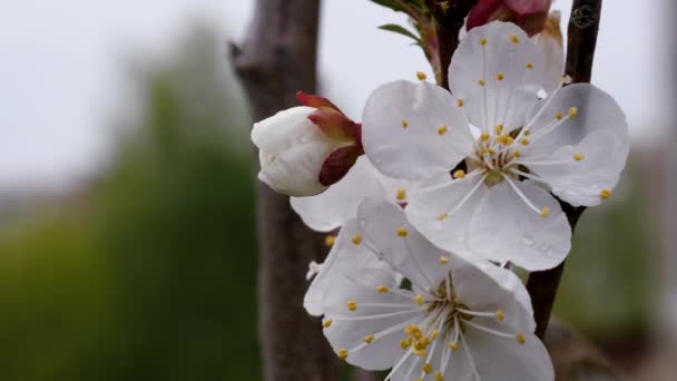 Tavasszal az édes cseresznye fehér virágai. A bogyók néha kivirágoznak. Bud rügyek homályos háttérrel. A virágfa tűzhelye..