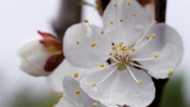 ดอกไม ขาวของเชอร หวานในฤด ใบไม เบอร บางคร งบาน ดอกต มบนพ นหล — วีดีโอสต็อก