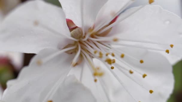 Weiße Blüten Der Süßkirsche Frühling Beeren Blühen Manchmal Knospen Auf — Stockvideo