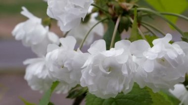 Baharda kirazlı beyaz çiçekler. Meyveler bazen çiçek açar. Prunus avium çok katmanlı çiçekler. Bulanık arkaplanda Bud tomurcukları.
