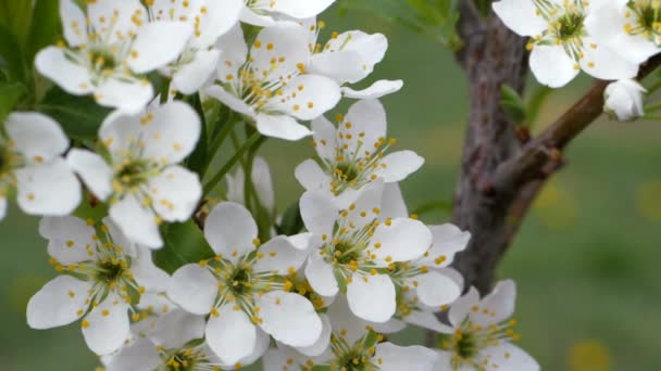 Fleurs Blanches Cerise Douce Printemps Les Baies Fleurissent Parfois Bourgeons — Video