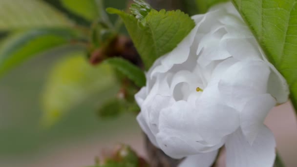 春に甘い桜の白い花 果実が咲くこともある プルヌス アヴィウム複数層の花 緑の葉の背景にローン芽 — ストック動画