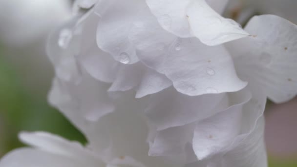 Белые Цветы Сладкой Вишни Весной Ягоды Иногда Цветут Цветки Чернослив — стоковое видео