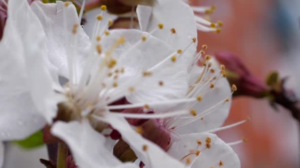 春に甘い桜の白い花 果実が咲くこともある 背景がぼやけて芽を出します 花の木の雄しべ — ストック動画