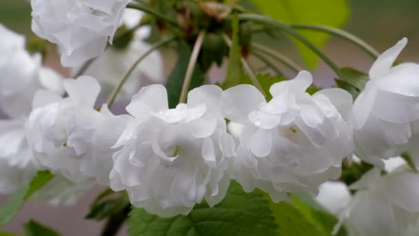 White Flowers Sweet Cherry Spring Berries Sometimes Blooms Prunus Avium — Stock Video