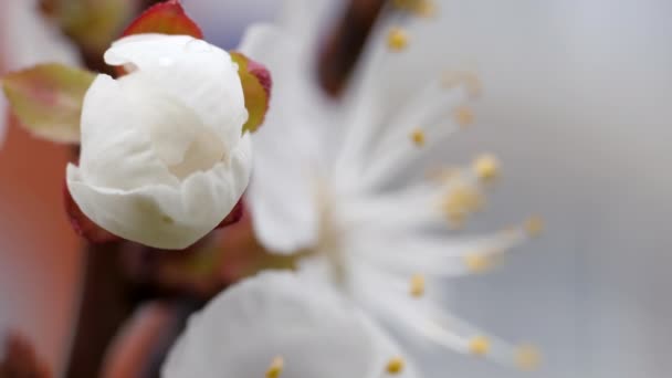 Weiße Blüten Der Süßkirsche Frühling Beeren Blühen Manchmal Die Staubgefäße — Stockvideo