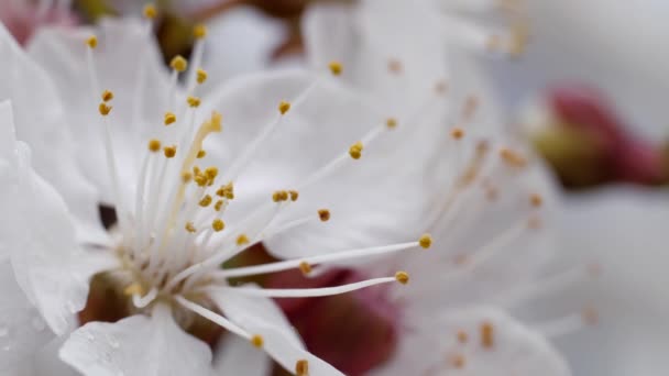 春に甘い桜の白い花 果実が咲くこともある 背景がぼやけて芽を出します 花の木の雄しべ — ストック動画