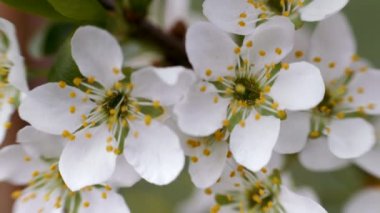 Baharda kirazlı beyaz çiçekler. Yakın plan.