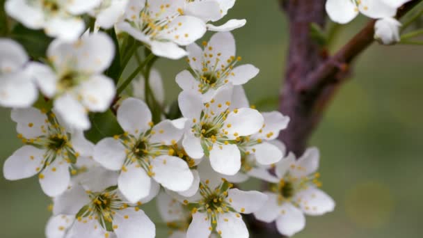 White flowers of sweet cherry in the spring. Close-up — 图库视频影像