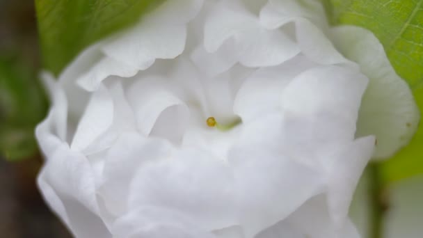 Fleurs blanches de cerise douce au printemps. Gros plan — Video