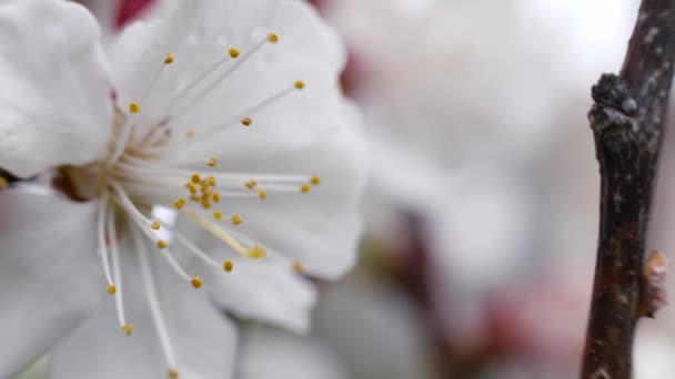 White flowers of sweet cherry in the spring. Close-up — 图库视频影像