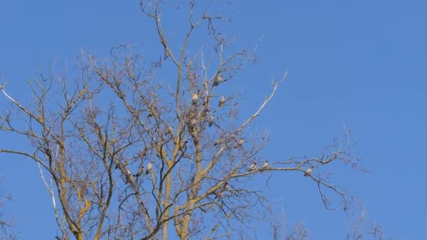 Gregge di uccelli su un albero . — Video Stock