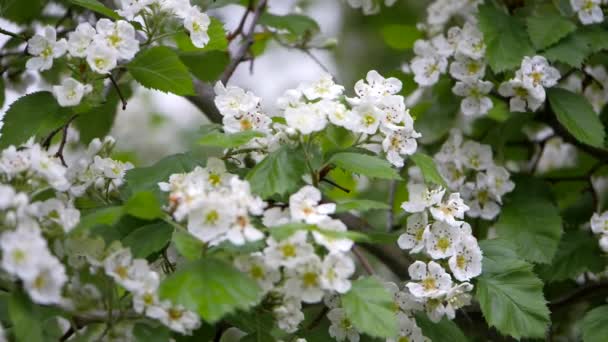 Weiße Blüten des Weißdorns im Frühling. — Stockvideo