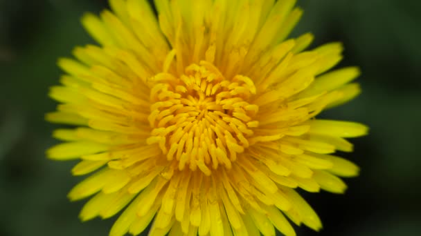 Sarı karahindiba çiçeği rüzgarda sallanıyor. — Stok video