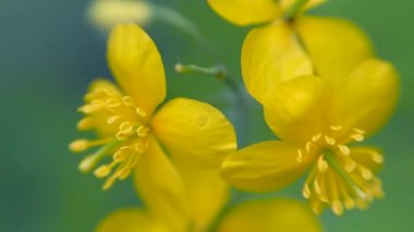 Sarı selandin çiçeği rüzgarda sallanıyor.