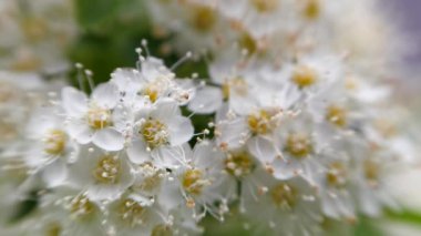 Baharda crataegus monogyna. Beyaz çiçeklenmeler rüzgarda sallar.
