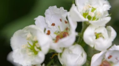 Baharda beyaz dikenli çiçekler.