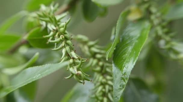 Les feuilles d'argent de peuplier balancent dans le vent . — Video