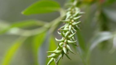 Kavak gümüş yaprakları rüzgarda sallar.