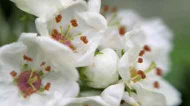 Baharda beyaz dikenli çiçekler.